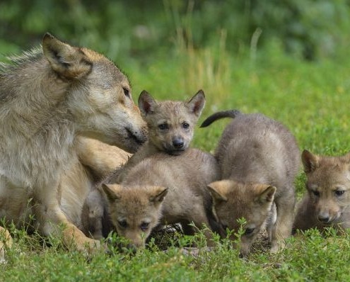 Wolf met welpen